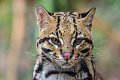 ocelot07