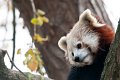 panda_r07