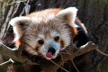 panda_r08