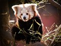 panda_r09