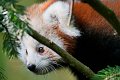 panda_r_01