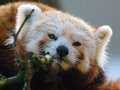 pandaminore03