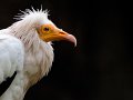 rapace01
