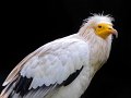 rapace02