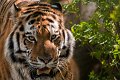 tigre005