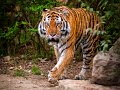 tigre009