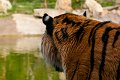 tigre010