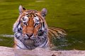 tigre011