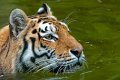 tigre012