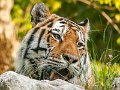 tigre024