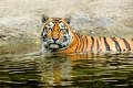 tigre_a_mollo01