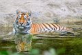 tigre_a_mollo02