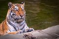 tigre_a_mollo04_1024