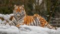 tigre_neve03