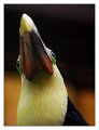 tucano02