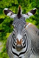 zebra002color