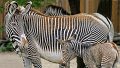 zebra_mam_fig