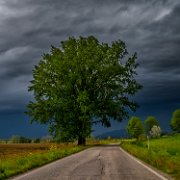 albero-contrasti-colori