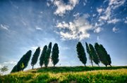 guastalla-cipressi01