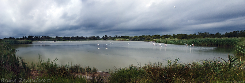 lago_camargue_fenicotteri_L800.jpg