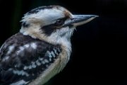 Kookaburra01