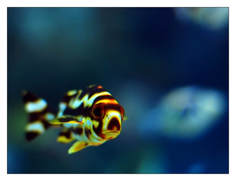 pesce008_ohhh.jpg