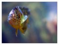 pesce001