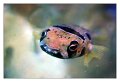 pesce002