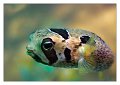 pesce003