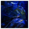 pesce004_scia