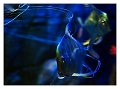 pesce005_scia