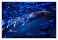 pesce007_squalo