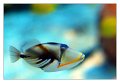 pesce009