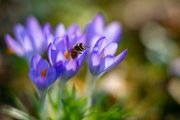 bru-crocus20-11