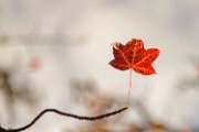 bru21-autunno01
