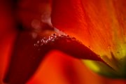 bru22_tulipanomania017