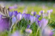 crocus21-01