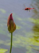 libellula-in-volo_2