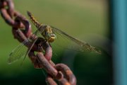 libellula01_2