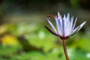 libellulasuninfea01