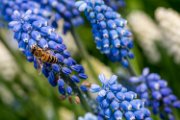 muscari03