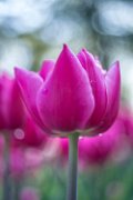 tulipani31a