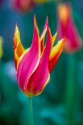 tulipani78