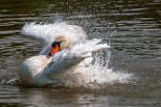 cigno_lava02